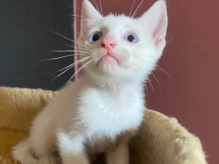 Gato ra a SRD-ViraLata idade Abaixo de 2 meses nome Manoel