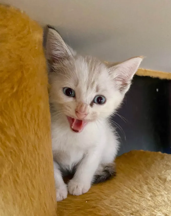 Gato ra a SRD-ViraLata idade Abaixo de 2 meses nome Manú