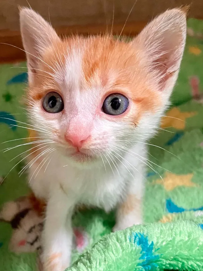 Gato ra a SRD-ViraLata idade Abaixo de 2 meses nome Babalu e Vico