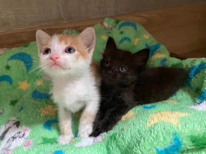 Gato ra a SRD-ViraLata idade Abaixo de 2 meses nome Babalu e Vico