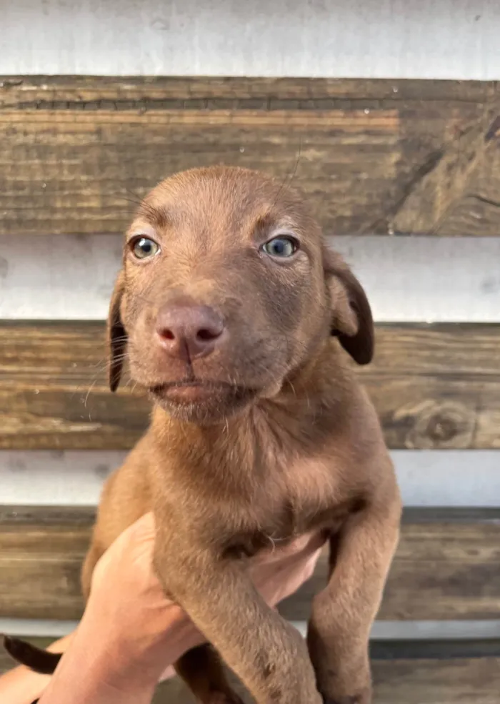 Cachorro ra a SRD-ViraLata idade 2 a 6 meses nome Murilo