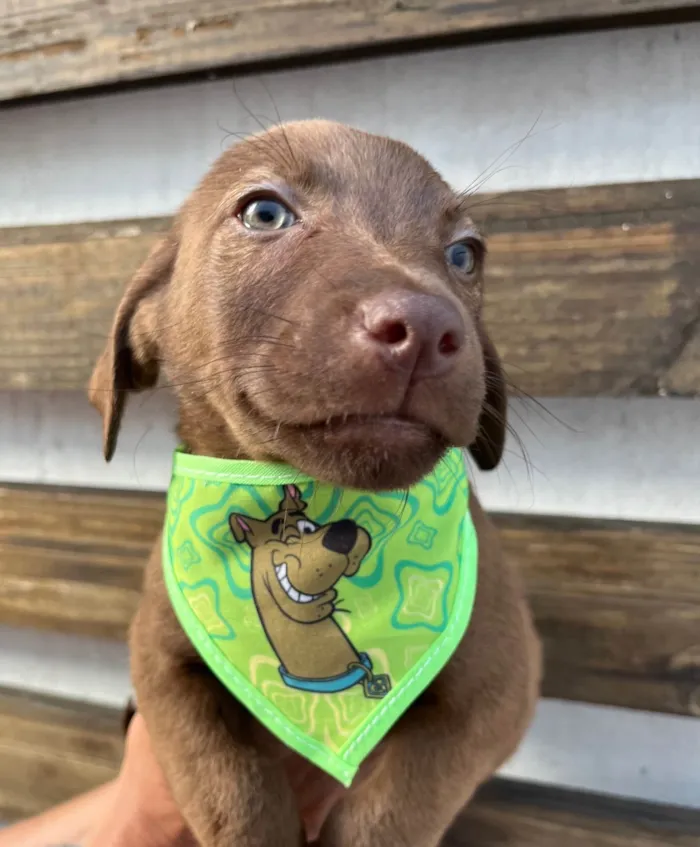 Cachorro ra a SRD-ViraLata idade 2 a 6 meses nome Murilo