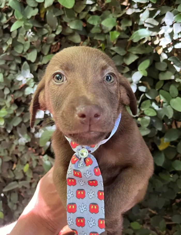 Cachorro ra a SRD-ViraLata idade 2 a 6 meses nome Murilo