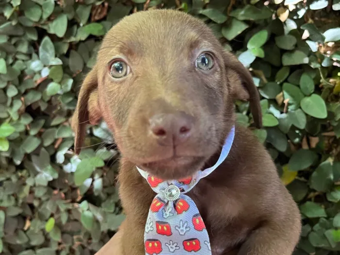 Cachorro ra a SRD-ViraLata idade 2 a 6 meses nome Murilo