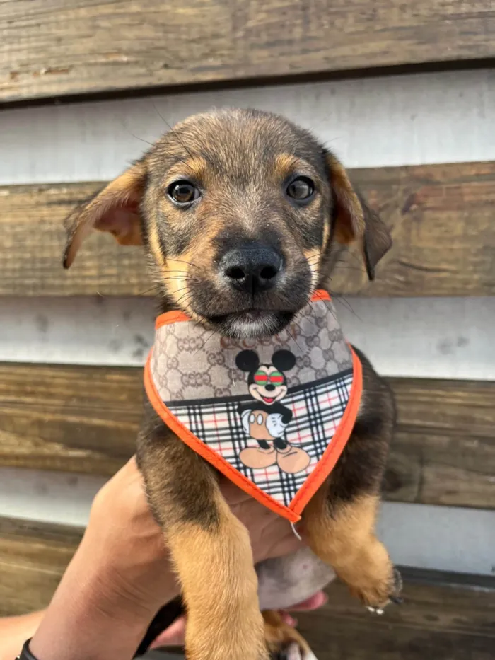 Cachorro ra a SRD-ViraLata idade 2 a 6 meses nome Matias