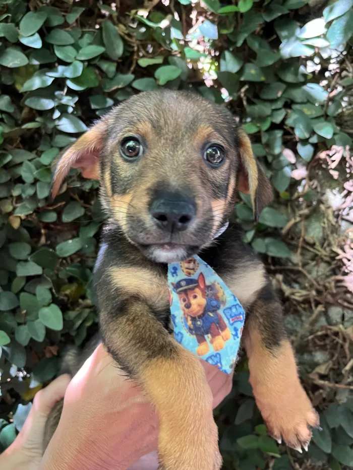 Cachorro ra a SRD-ViraLata idade 2 a 6 meses nome Matias