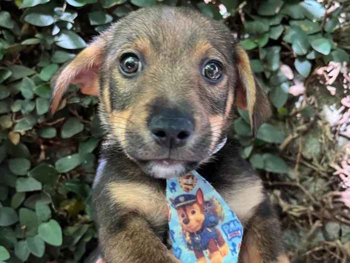 Cachorro ra a SRD-ViraLata idade 2 a 6 meses nome Matias