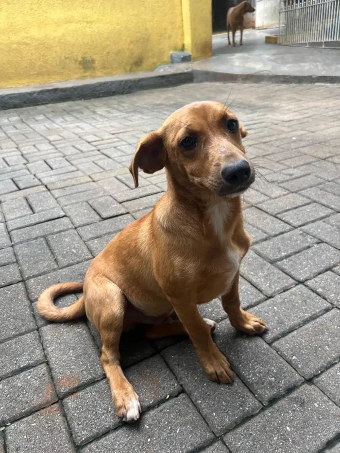 Cachorro ra a SRD-ViraLata idade 2 a 6 meses nome Phoka