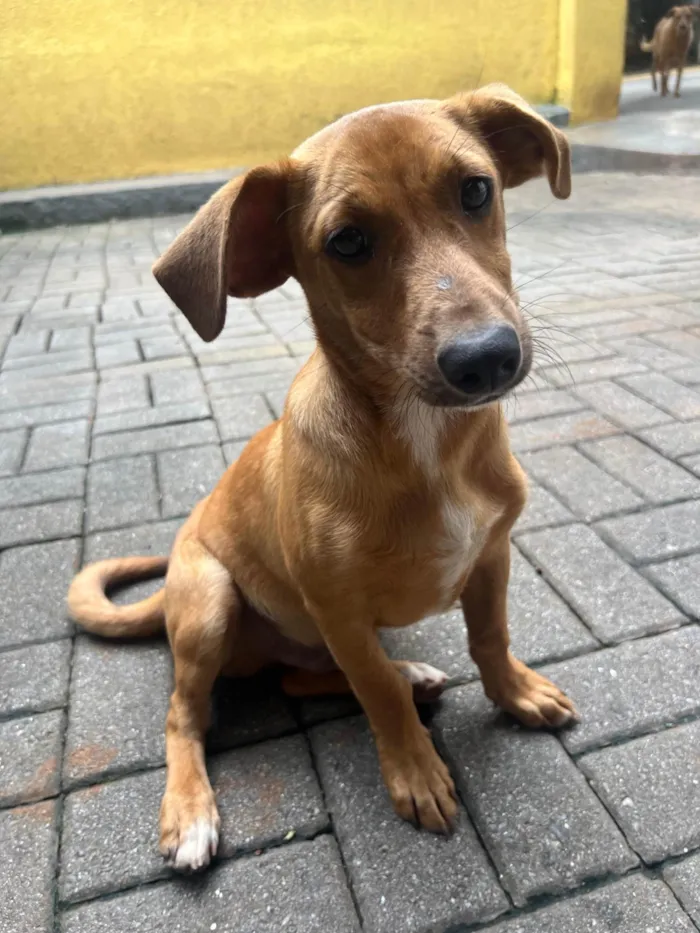 Cachorro ra a SRD-ViraLata idade 2 a 6 meses nome Phoka