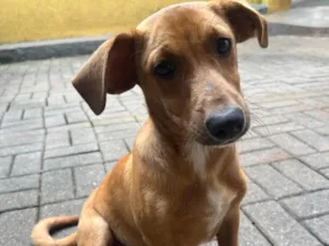 Cachorro raça SRD-ViraLata idade 2 a 6 meses nome Phoka