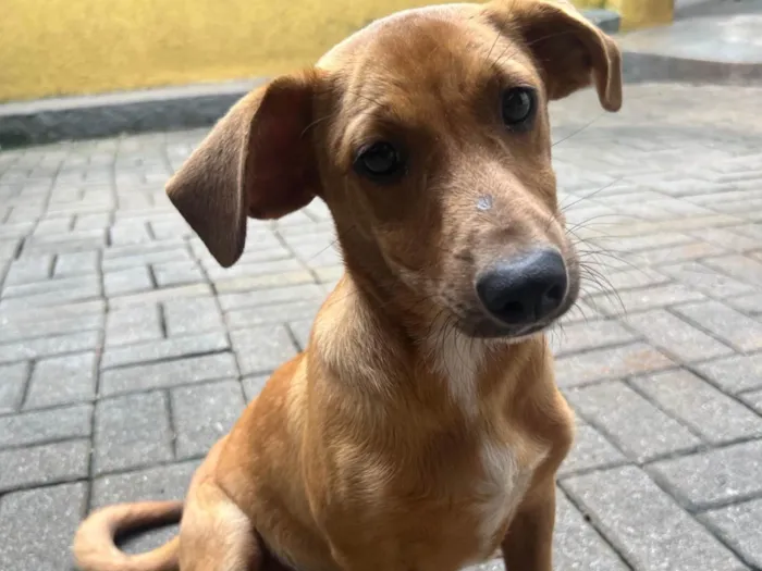 Cachorro ra a SRD-ViraLata idade 2 a 6 meses nome Phoka