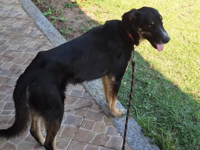 Cachorro ra a SRD-ViraLata idade 4 anos nome Adote Francisco 