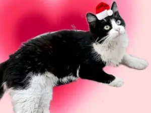 Gato raça SRD-ViraLata idade 7 a 11 meses nome Cacau 11meses pelo longo lindo 