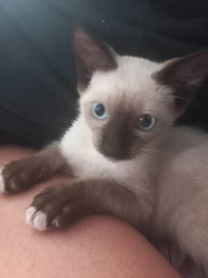 Gato ra a Siamês idade Abaixo de 2 meses nome Gatinha