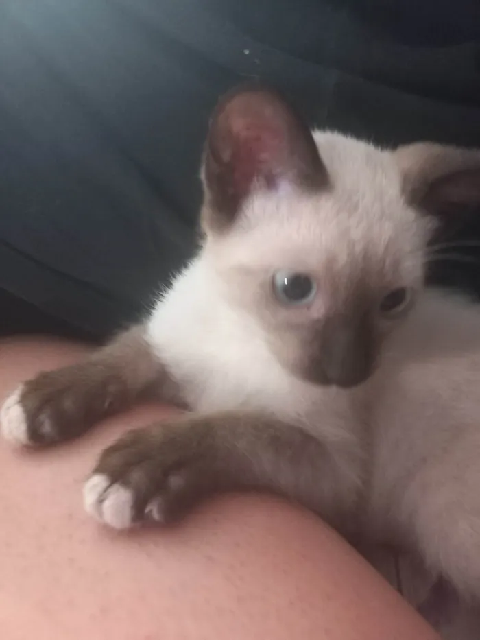 Gato ra a Siamês idade Abaixo de 2 meses nome Gatinha