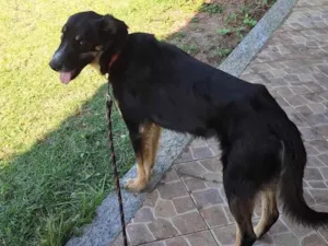 Cachorro raça SRD-ViraLata idade 4 anos nome Adote Francisco 