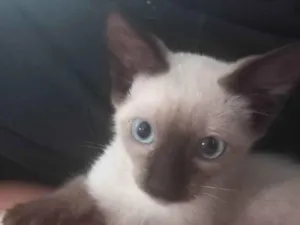 Gato raça Siamês idade Abaixo de 2 meses nome Gatinha