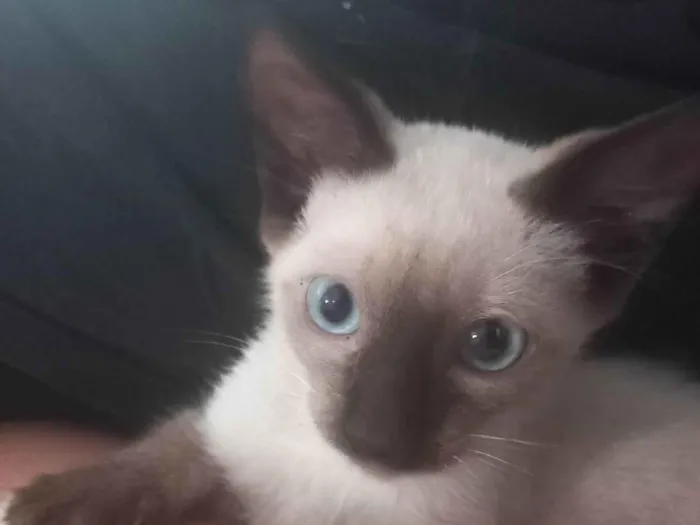 Gato ra a Siamês idade Abaixo de 2 meses nome Gatinha