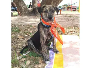 Cachorro raça SRD-ViraLata idade 2 a 6 meses nome Zé Pretinho, vulgo Zezinho