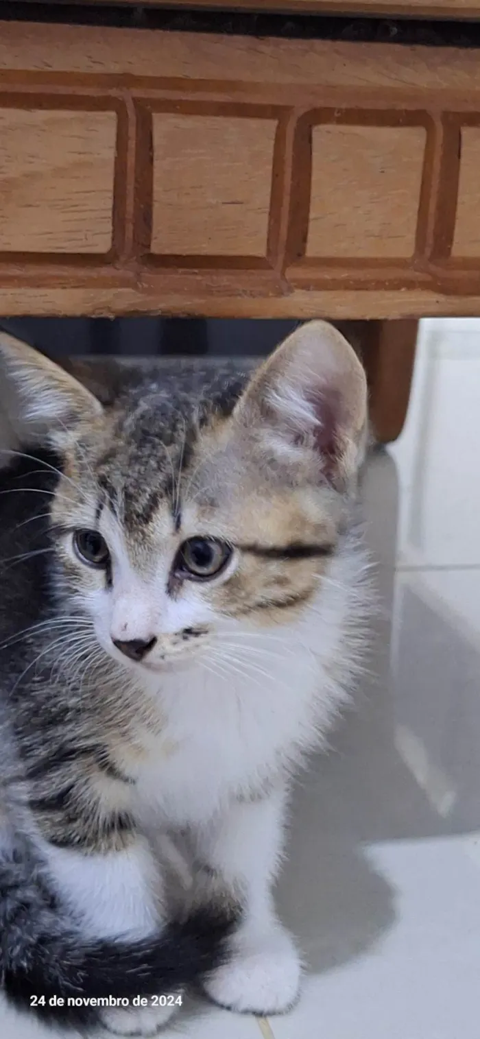 Gato ra a SRD-ViraLata idade 2 a 6 meses nome Gatinhos filhotes para adoção 