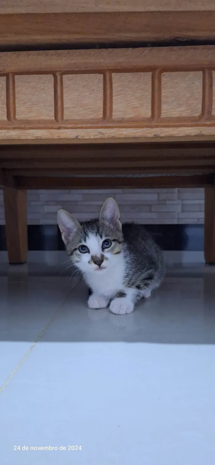 Gato ra a SRD-ViraLata idade 2 a 6 meses nome Gatinhos filhotes para adoção 