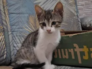 Gato raça SRD-ViraLata idade 2 a 6 meses nome Gatinhos filhotes para adoção 