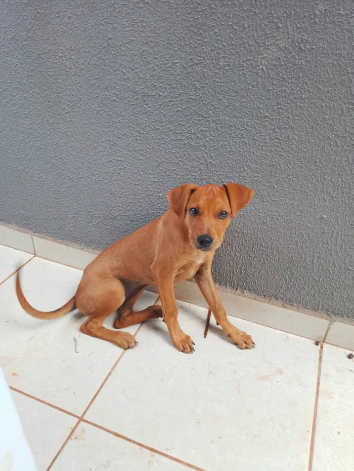 Cachorro ra a Rottweiler idade Abaixo de 2 meses nome Mel