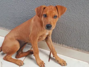 Cachorro raça Rottweiler idade Abaixo de 2 meses nome Mel