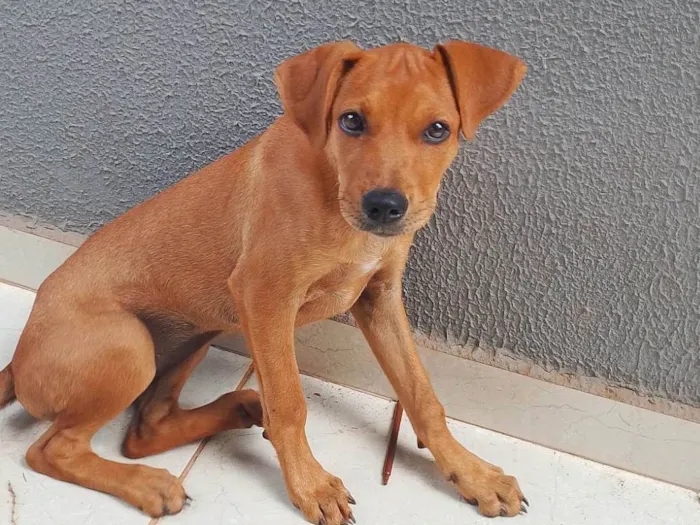 Cachorro ra a Rottweiler idade Abaixo de 2 meses nome Mel