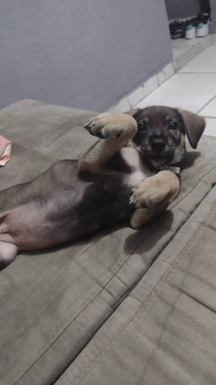 Cachorro ra a SRD-ViraLata idade 2 a 6 meses nome Lilica