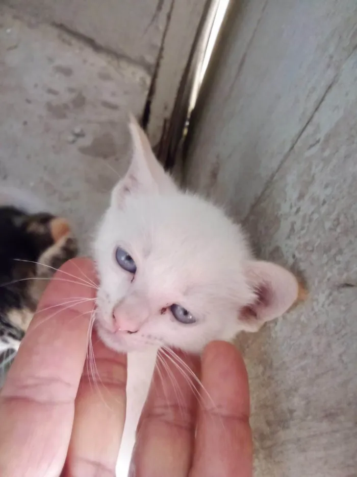 Gato ra a SRD-ViraLata idade 2 a 6 meses nome Família Buscapé 