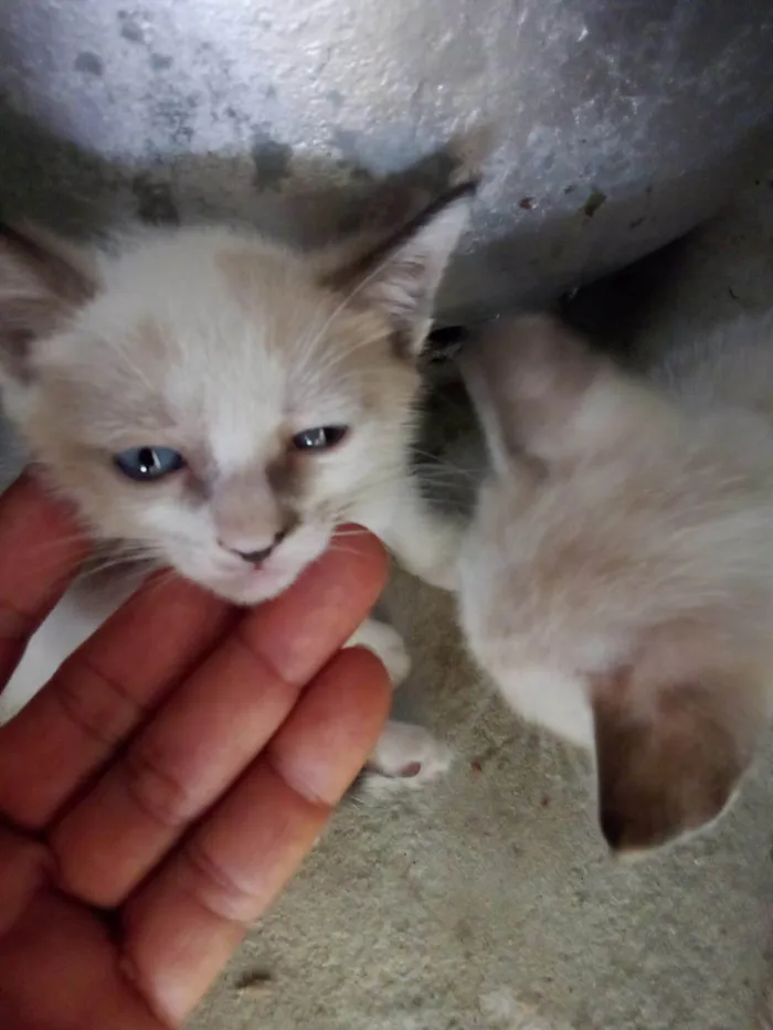 Gato ra a SRD-ViraLata idade 2 a 6 meses nome Família Buscapé 