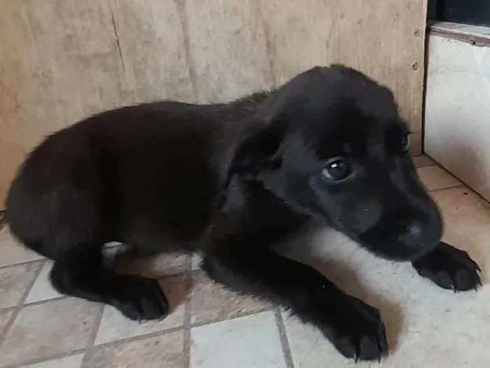 Cachorro ra a SRD-ViraLata idade 2 a 6 meses nome Filhote sem nome (bebezinha)