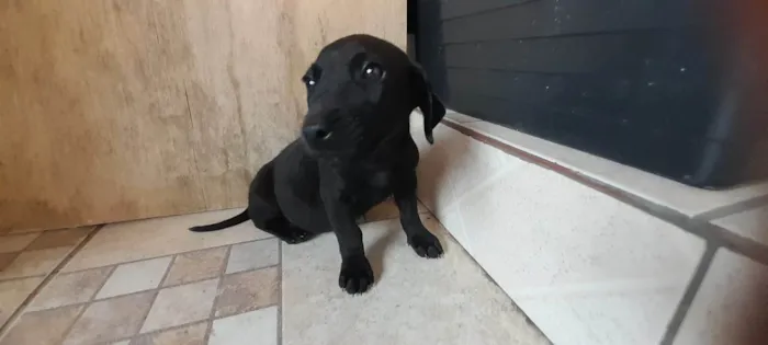 Cachorro ra a SRD-ViraLata idade 2 a 6 meses nome Filhotinha ainda sem nome