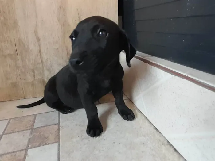 Cachorro ra a SRD-ViraLata idade 2 a 6 meses nome Filhotinha ainda sem nome