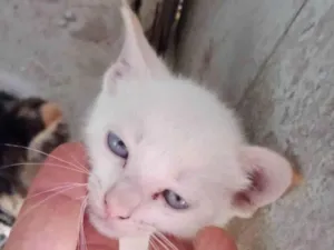 Gato raça SRD-ViraLata idade 2 a 6 meses nome Família Buscapé 