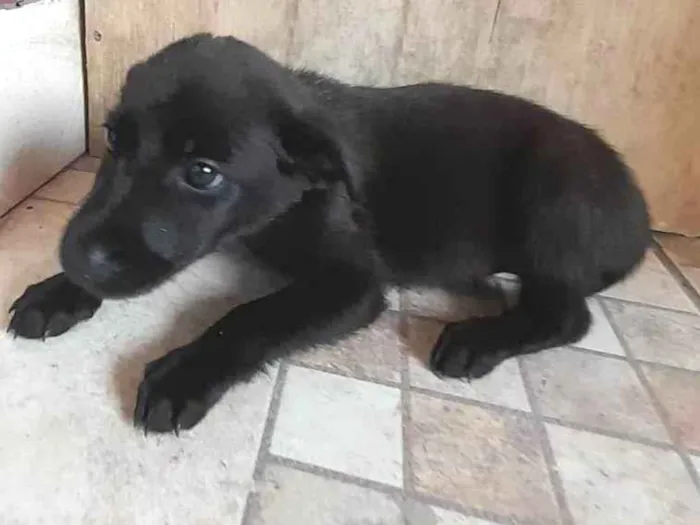 Cachorro ra a SRD-ViraLata idade 2 a 6 meses nome Filhote sem nome (bebezinha)