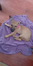 Amaya
