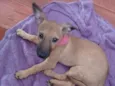 Amaya