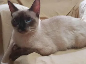 Gato raça Siamês idade 1 ano nome Bibi