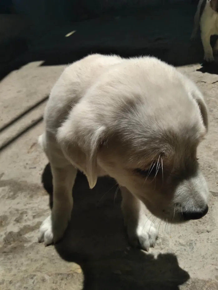 Cachorro ra a SRD-ViraLata idade Abaixo de 2 meses nome Branquinha 