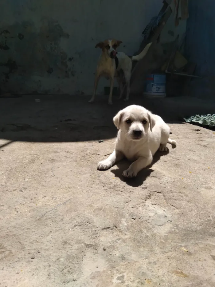 Cachorro ra a SRD-ViraLata idade Abaixo de 2 meses nome Branquinha 