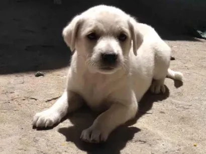 Cachorro raça SRD-ViraLata idade Abaixo de 2 meses nome Branquinha 