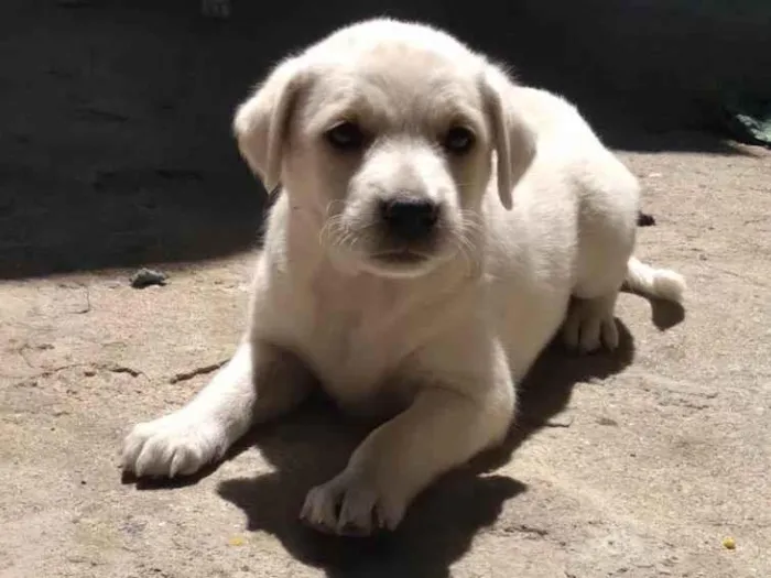 Cachorro ra a SRD-ViraLata idade Abaixo de 2 meses nome Branquinha 