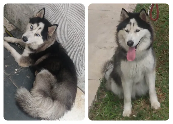 Cachorro ra a Husky Siberiano idade 2 anos nome Lupita