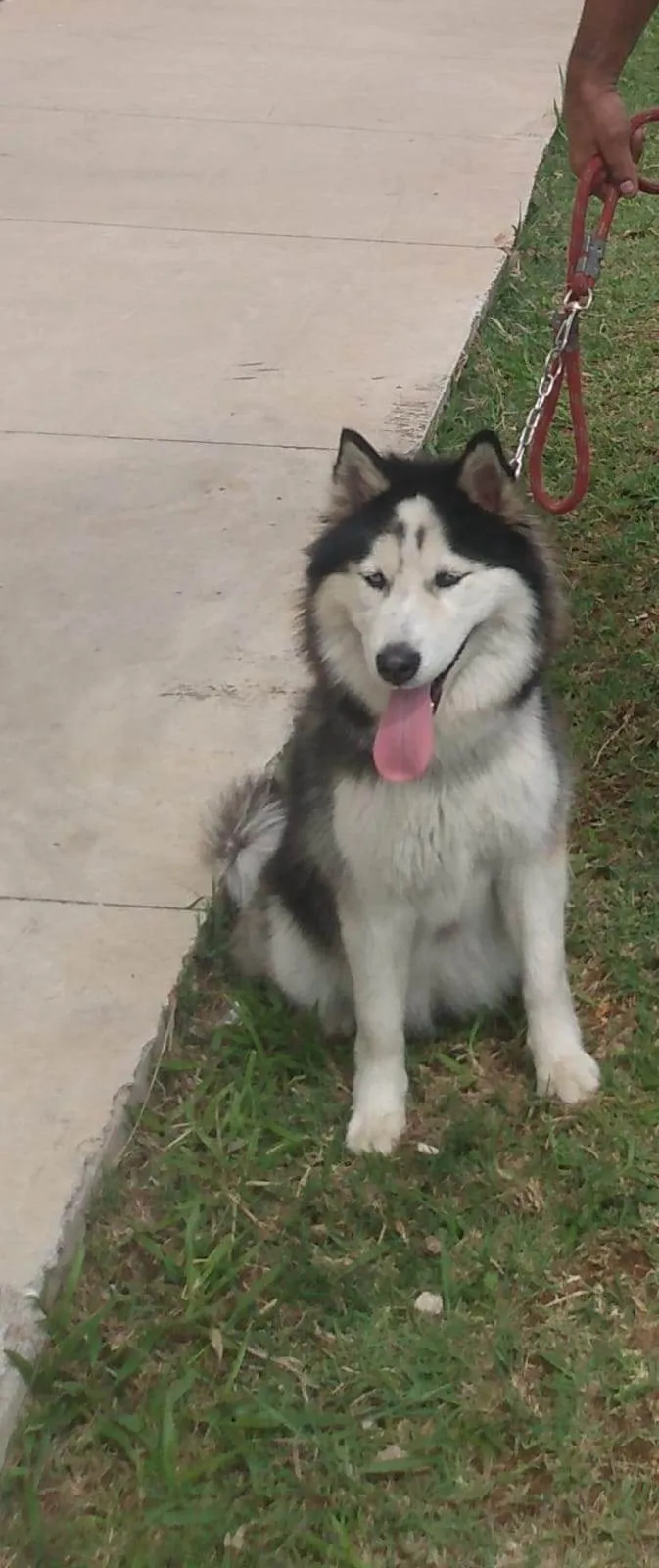 Cachorro ra a Husky Siberiano idade 2 anos nome Lupita