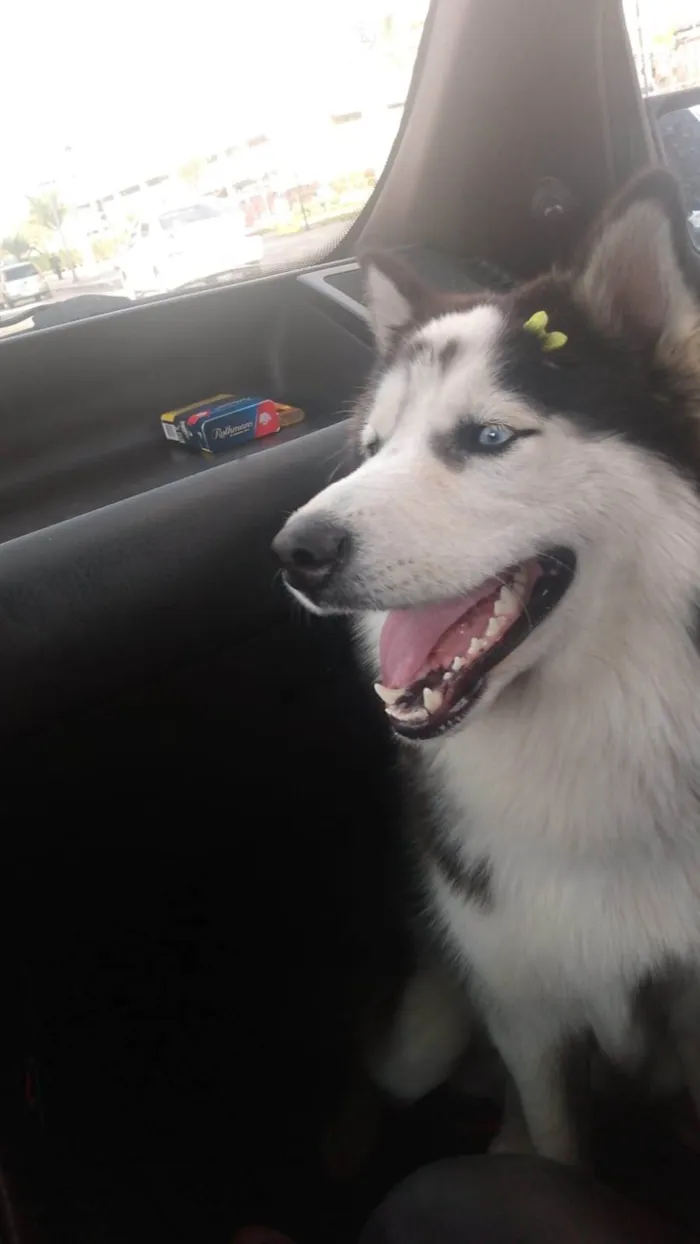 Cachorro ra a Husky Siberiano idade 2 anos nome Lupita