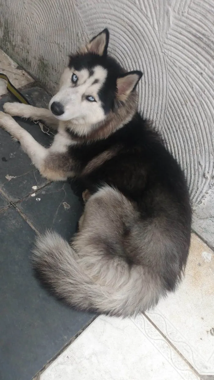 Cachorro ra a Husky Siberiano idade 2 anos nome Lupita