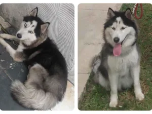 Cachorro raça Husky Siberiano idade 2 anos nome Lupita