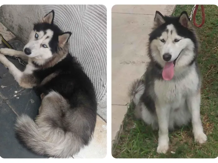 Cachorro ra a Husky Siberiano idade 2 anos nome Lupita